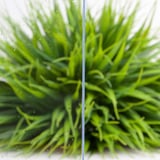 Acrylglas massieve plaat 3 mm opaalwit, dwarsdoorsnede met zicht op de 3 mm materiaaldikte en een plant op de achtergrond