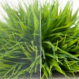 Detail van een heldere PET lichtplaat 1,20 mm met waterdruppels en onscherpe groene achtergrond