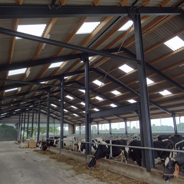 Binnenkant van een stal met zwart golfplaten dak, lichtplaten en koeien aan het voerhek